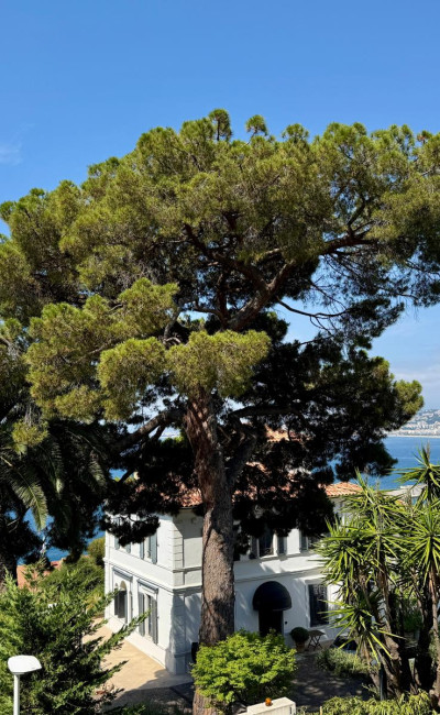 3-room renovated apartment in Nice Mont Boron with sea view